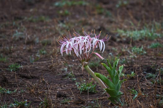 Sand Lily (Crinum buphanoides) flowers with raindrops photographrd after a summer thunderstorm in Kruger National Park South Africa