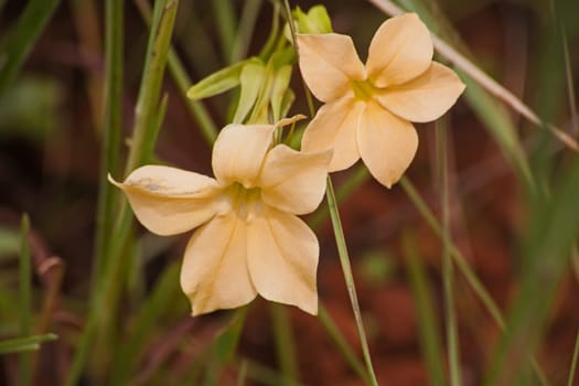 Bright yellow flowers of Sebaea grandis in indigenous forest near Magoebaskloof in the Limpopo Province of South Africa