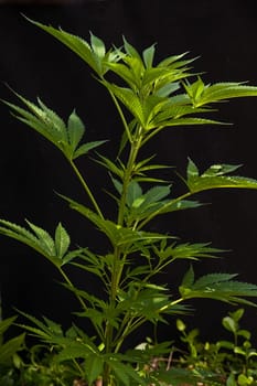 Cannabis sativa growing wild in nature