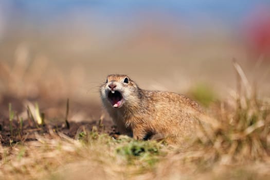 Portrait of a funny gopher, little ground squirrel or little suslik, Spermophilus pygmaeus is a species of rodent in the family Sciuridae. Suslik next to the hole. It is found from Eastern Europe.