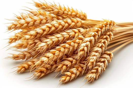 A cluster of wheat stems, showcasing their golden grains and distinct texture, arranged neatly on a white background.