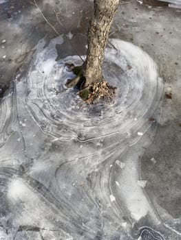 thin transparent ice on a puddle in the park on a spring day, foliage through the ice, tree through ice. High quality photo