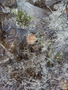 thin transparent ice on a puddle in the park on a spring day, foliage through the ice, dry grass through ice. High quality photo