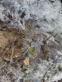 thin transparent ice on a puddle in the park on a spring day, foliage through the ice, dry grass through ice. High quality photo