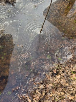 thin transparent ice on a puddle in the park on a spring day, foliage through the ice, tree through ice. High quality photo