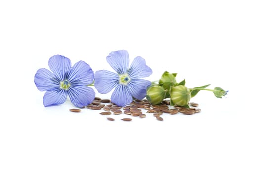 Vibrant blue common flax flower and seeds in close up isolated on white background