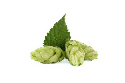 Fresh green hops cones in close up isolated on white background, full depth of field. Humulus lupulus seed cones, beer ingredients, herbal natural medicine
