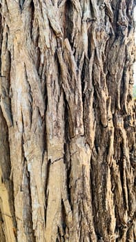 Antique and textured tree bark, suitable for wallpapers or backgrounds, kulit kayu, Bark pattern is seamless texture from tree, nature, trunk, tree, bark, hardwood, trunk, tree, trunk
