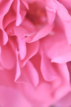 Pale pink rose flower. Macro flowers backdrop for holiday design. Soft focus, abstract floral background