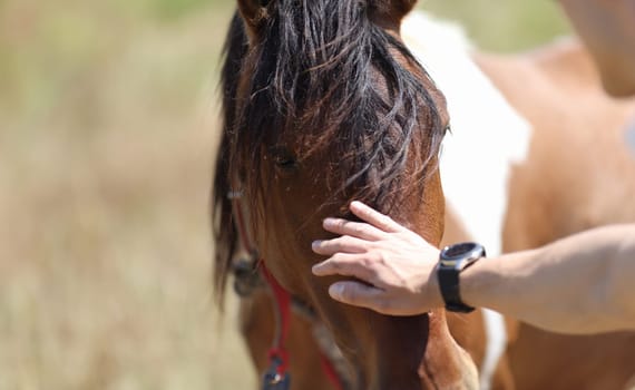 Man stroking muzzle of domestic horse with his hand closeup. Pet care concept