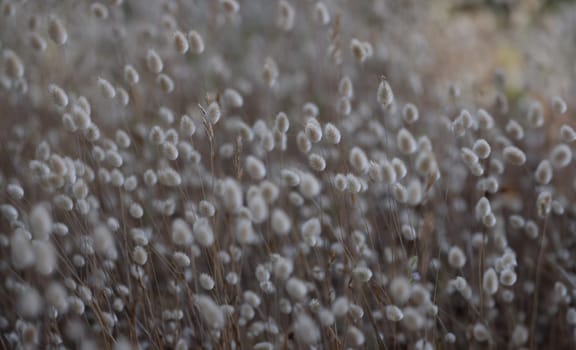Closeup of many decorative dry coloured weeds background. Beautiful nature concept