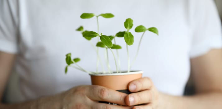 Male hand hold pot with green shoots closeup. Home gardening concept.