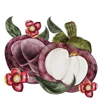 Mangosteen fruit watercolor illustration. Tropical fruit illustration hand drawing isolated on white background. Botanical clip art composition of asian food garcinia. Realistic mangostana sketch for designing menus of Thai and vegetarian restaurants and recipes