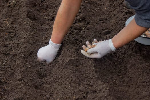 Hands of a farmer holding garlic. planting garlic