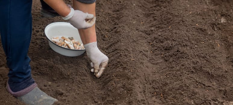 Hands of a farmer holding garlic. planting garlic