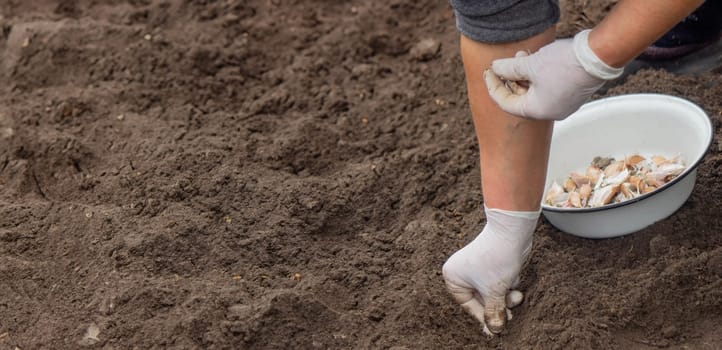 Hands of a farmer holding garlic. planting garlic