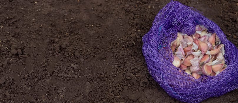 Hands of a farmer holding garlic. planting garlic