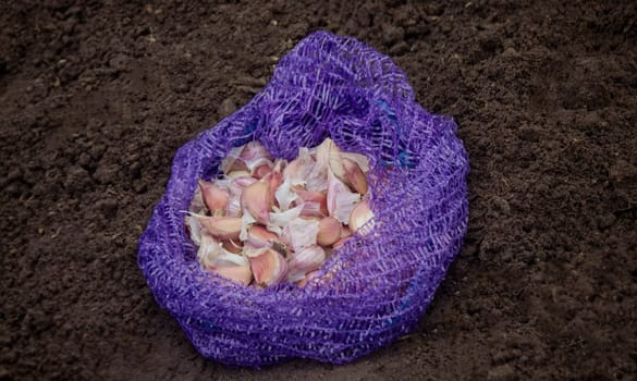 Hands of a farmer holding garlic. planting garlic