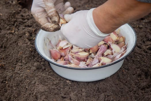 Hands of a farmer holding garlic. planting garlic