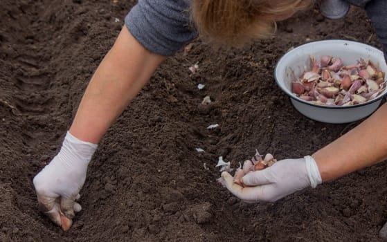 Hands of a farmer holding garlic. planting garlic