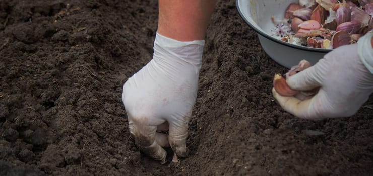 Hands of a farmer holding garlic. planting garlic