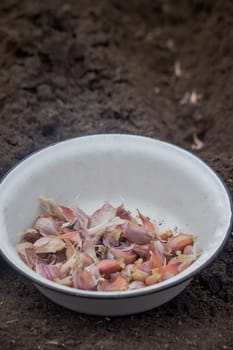 Hands of a farmer holding garlic. planting garlic