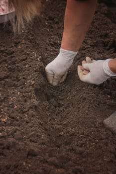 Hands of a farmer holding garlic. planting garlic