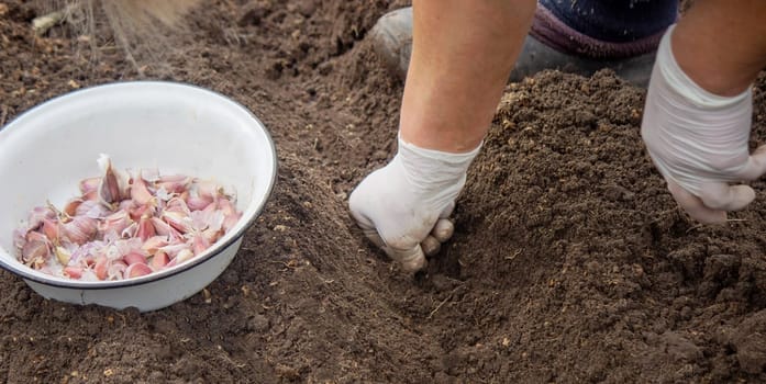 Hands of a farmer holding garlic. planting garlic