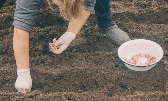 Hands of a farmer holding garlic. planting garlic