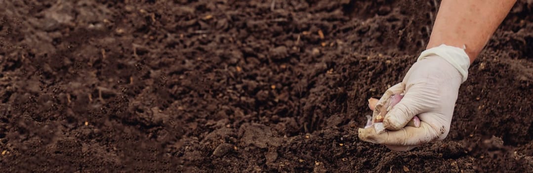 Hands of a farmer holding garlic. planting garlic