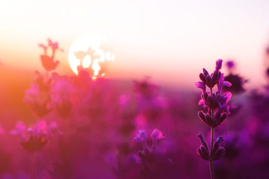 Lavender flower field closeup, fresh purple aromatic flowers for natural background. Violet lavender field in Provence, France.