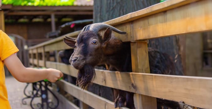 the child feeds from the hands of black horned goats. animals