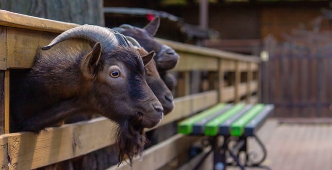 black goats in the zoo behind the fence. animals