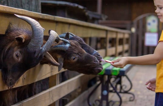 the child feeds from the hands of black horned goats. animals