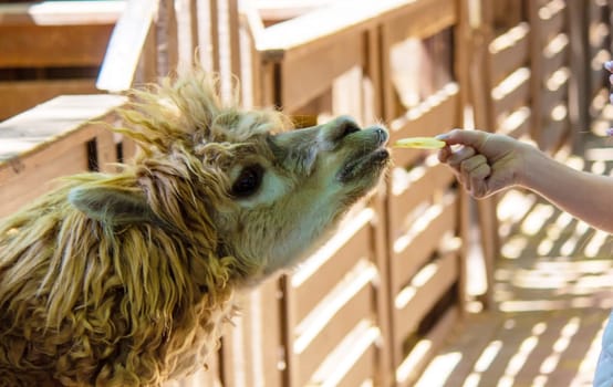 close-up of a girl feeding a llama from her hands