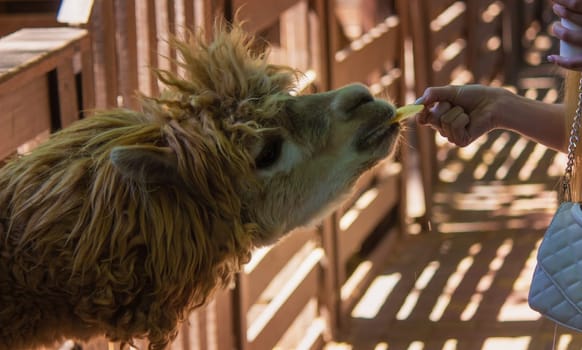 close-up of a girl feeding a llama from her hands