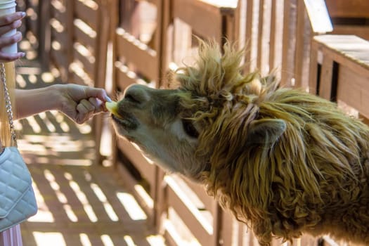 close-up of a girl feeding a llama from her hands