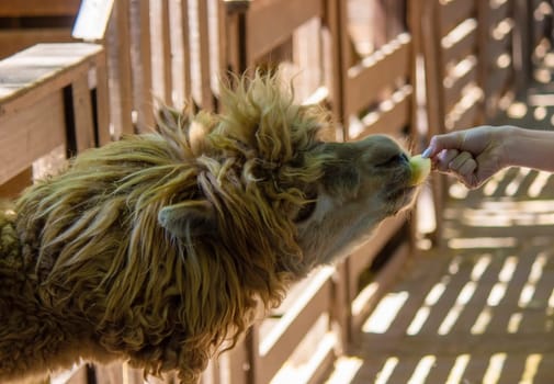 close-up of a girl feeding a llama from her hands