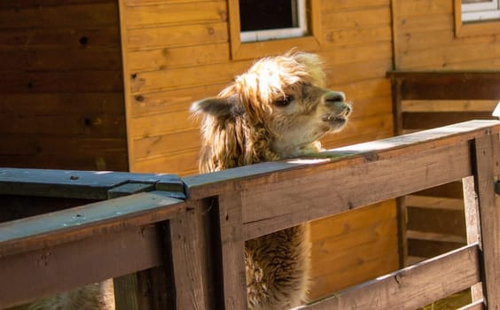 close-up of a girl feeding a llama from her hands