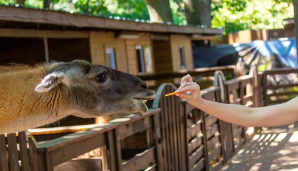 close-up of a girl feeding a llama from her hands