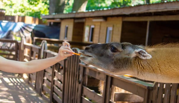 close-up of a girl feeding a llama from her hands