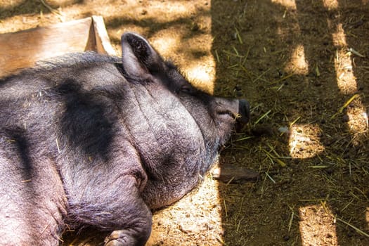 black pig in the zoo. sleeps