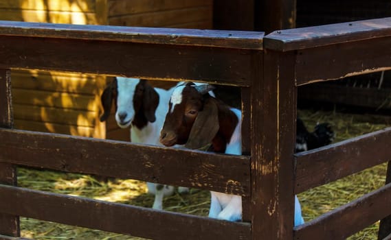 goats in the zoo. animals