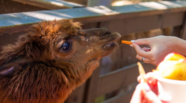 close-up of a girl feeding a llama from her hands