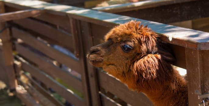 close-up of a girl feeding a llama from her hands