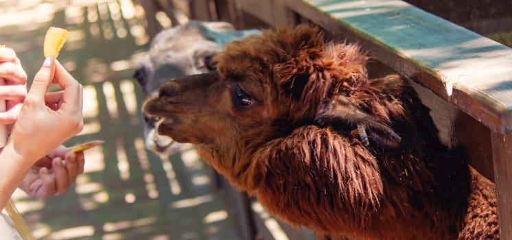 close-up of a girl feeding a llama from her hands