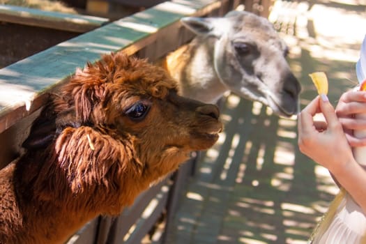 close-up of a girl feeding a llama from her hands