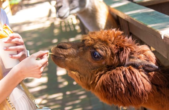 close-up of a girl feeding a llama from her hands