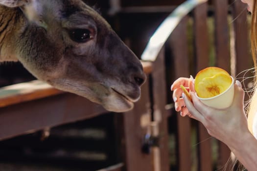 close-up of a girl feeding a llama from her hands