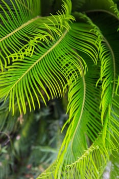 Large green leaves of a palm tree, top view. Beautiful texture